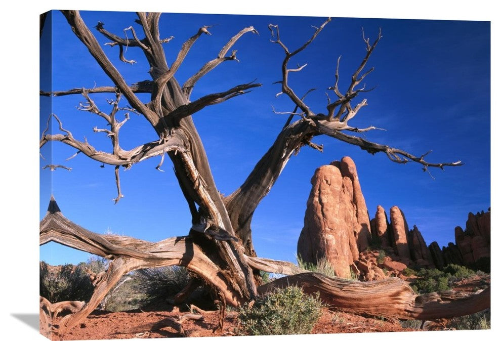 "Snag At  Fiery Furnace Labyrinth, Arches National Park, Utah" Artwork