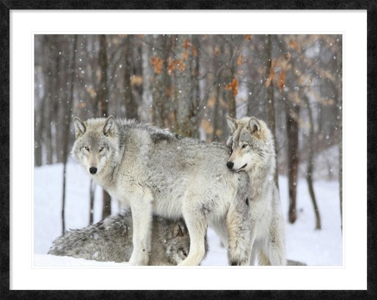 "Grey wolves huddle together during a snowstorm, Quebec"  by Anonymous, 48x38"