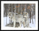 "Grey wolves huddle together during a snowstorm, Quebec"  by Anonymous, 48x38"