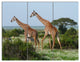 Two Giraffes in African Savannah, African Triptych Canvas Print, 36x28, 3 Panels