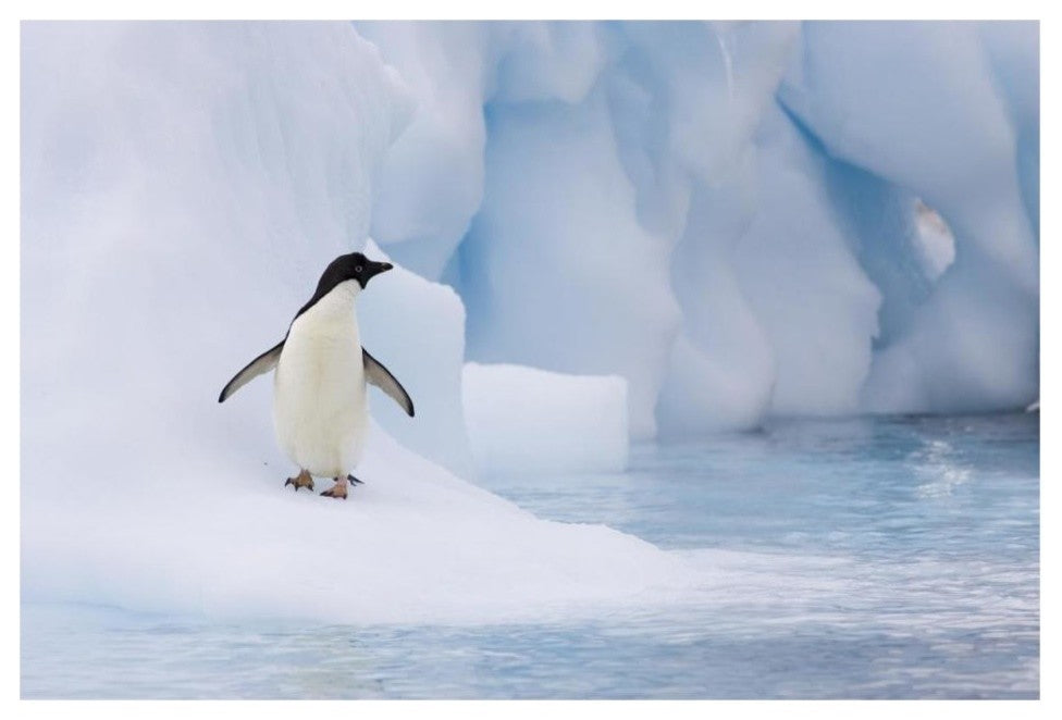 "Adelie Penguin on melting iceberg, Paulet Island" Paper Art, 32"x22"