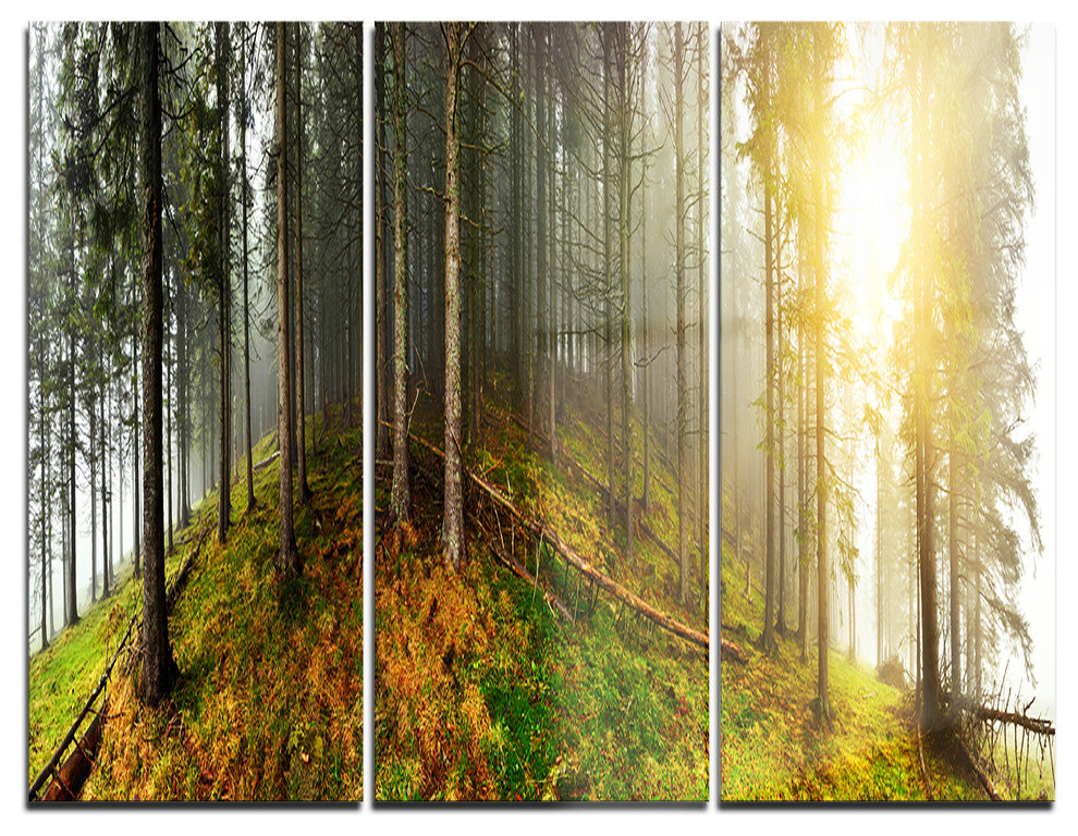 "Early Morning Sun in Forest" Photo Metal Wall Art, 3 Panels, 36"x28"
