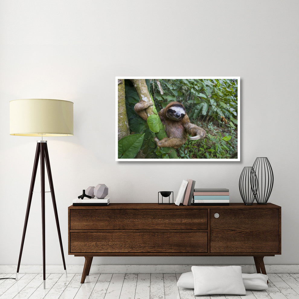 "Brown-throated 3-toed Sloth male, Aviarios Sloth Sanctuary" Paper Art, 50"x34"