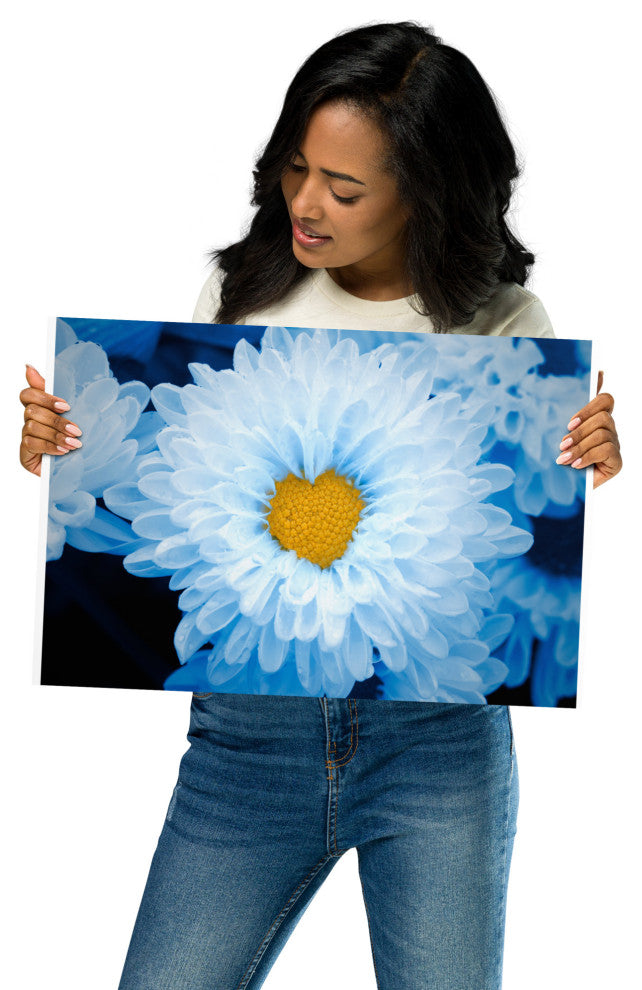 Blue Tinted Chrysanthemums Floral Nature Photo Loose Wall Art Print, 12" X 18"
