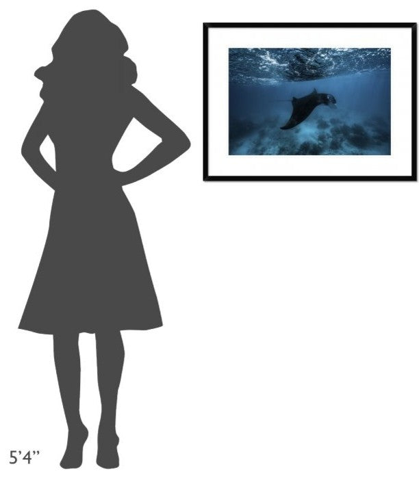 "Manta Ray" Framed Digital Print by Barathieu Gabriel, 32x24"