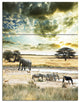 Wild African Zebras and Elephant, African Triptych Canvas Print, 28x36, 3 Panels