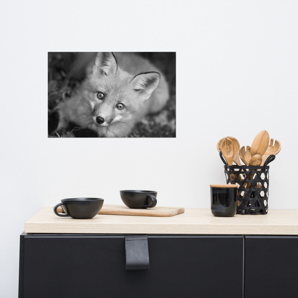 Young Red Fox Face Black & White Animal Wildlife Photograph Loose Wall Art Print, 12" X 18"