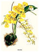 Orchid- Fine Art Giclee Print 24" x 36"