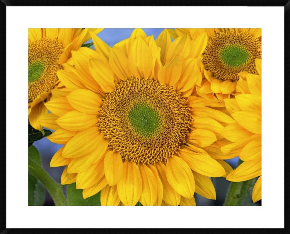 Common Sunflower Group Showing Symmetrical Seed Heads, North America, 38"x30"