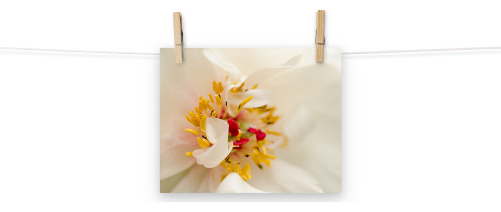 Eye of Peony Nature Photography, Floral Unframed Wall Art Print, 8" X 10"