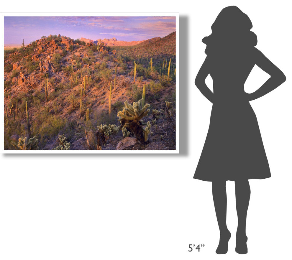 "Panther, Safford Peaks covered, Saguaro, Teddybear Cholla" Paper Art, 50"x38"