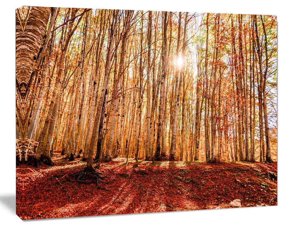 Bright Sun over Thick Fall Forest, Modern Forest Canvas Art, 60"x28"