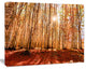 Bright Sun over Thick Fall Forest, Modern Forest Canvas Art, 60"x28"