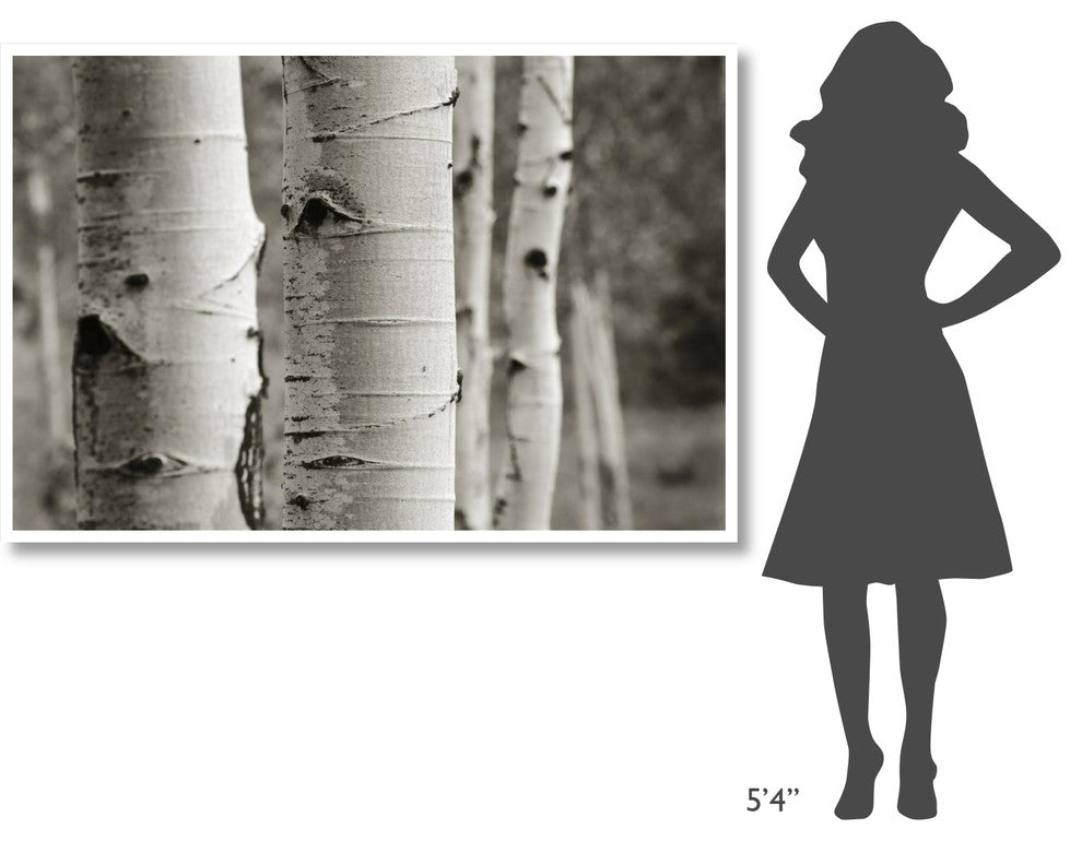 "Aspens III" Digital Paper Print by Debra Van Swearingen, 62"x42"