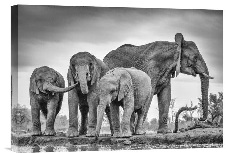 "A Giant Unity" Stretched Canvas Giclee by Jaco Marx, 16"x11"