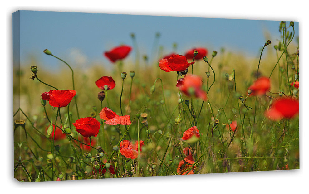 Wild Poppy Flowers in Green Garden, Floral Canvas Art print, 32"x16"