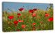 Wild Poppy Flowers in Green Garden, Floral Canvas Art print, 32"x16"