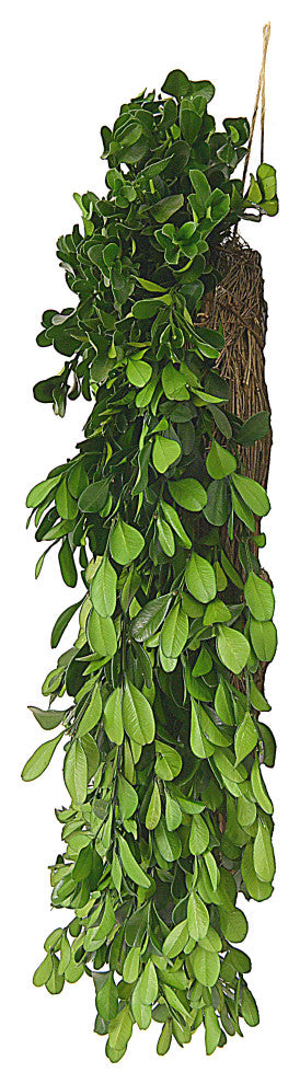 Preserved Genuine Boxwood Wreath