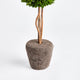 Boxwood Single Sphere Topiary Drop-In, 16"