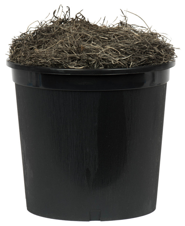Vickerman TBU0340-06 4' Artificial Capensia Bush, Black Plastic Pot