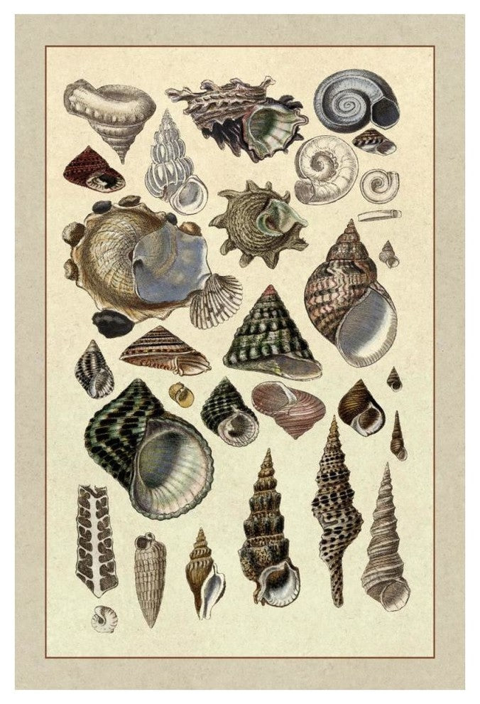 "Shells: Trachelipoda #3" Digital Paper Print by G.B. Sowerby, 34"x50"