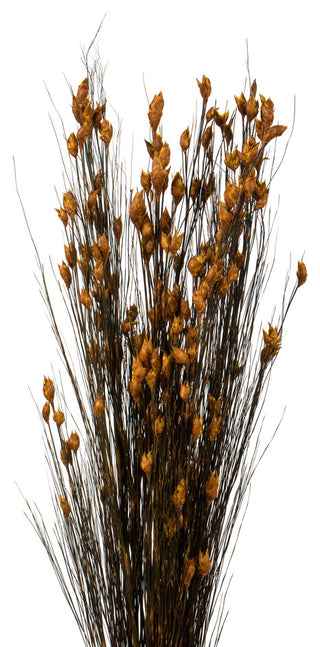 Vickerman 15-20" Natural Bell Grass with Seed Pods, Preserved, Aspen Gold, 36-40"