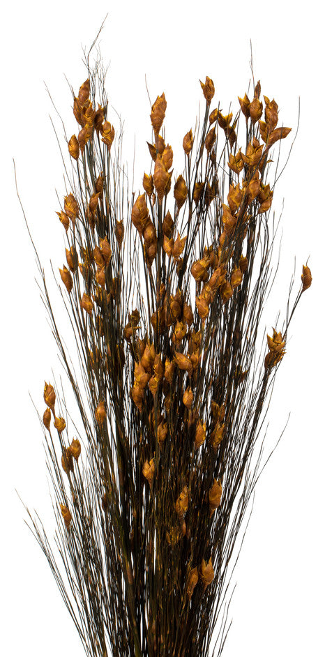 Vickerman 15-20" Natural Bell Grass with Seed Pods, Preserved, Aspen Gold, 36-40"