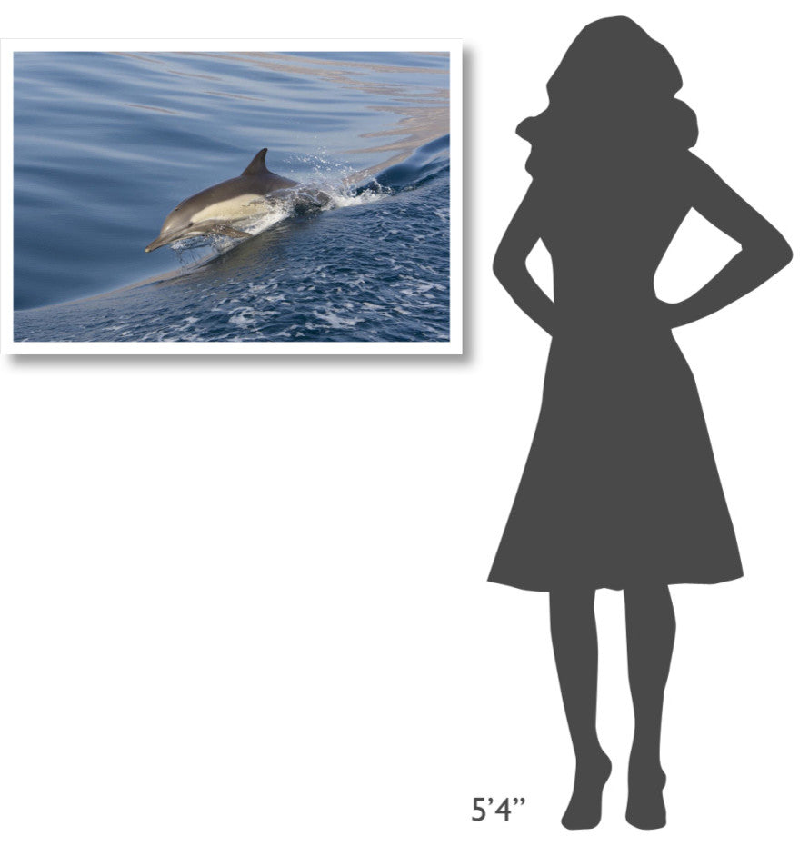 "Long-beaked Common Dolphin porpoising, Baja California" Paper Art, 38"x26"