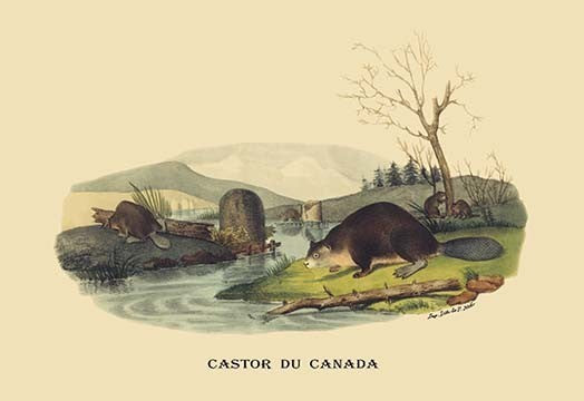 Castor du Canada (Beaver)- Gallery Wrapped Canvas Art 28" x 42"
