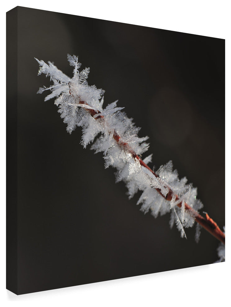 "Treasure of Nature" by Christine Sainte-Laudy, Canvas Art