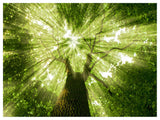 Sunlight Peeking through Green Tree, Landscape Canvas Art Print, 40"x30"