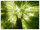 Sunlight Peeking through Green Tree, Landscape Canvas Art Print, 40"x30"