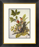 "American Robin" Framed Digital Print by John James Audubon, 22"x26"