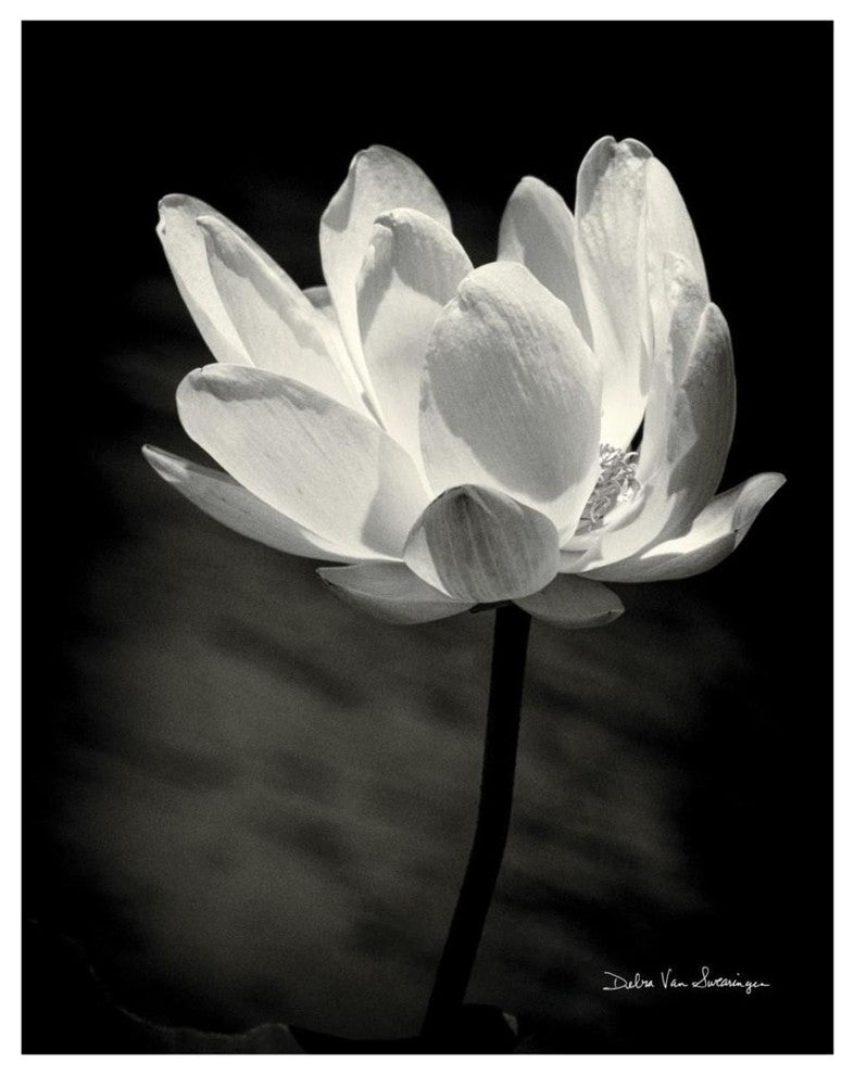 "Lotus Flower X" Digital Paper Print by Debra Van Swearingen, 18"x22"