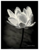"Lotus Flower X" Digital Paper Print by Debra Van Swearingen, 18"x22"