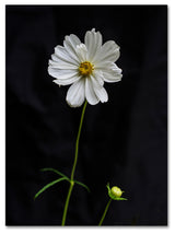 Kurt Shaffer 'White Cosmos on Black' Canvas Art, 47"x35"