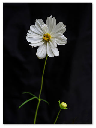 Kurt Shaffer 'White Cosmos on Black' Canvas Art, 47"x35"