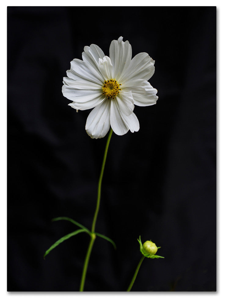 Kurt Shaffer 'White Cosmos on Black' Canvas Art, 47"x35"