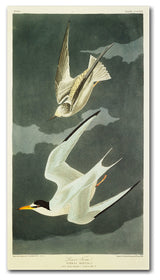 'Lesser Tern Little Tern' Canvas Art by John James Audubon