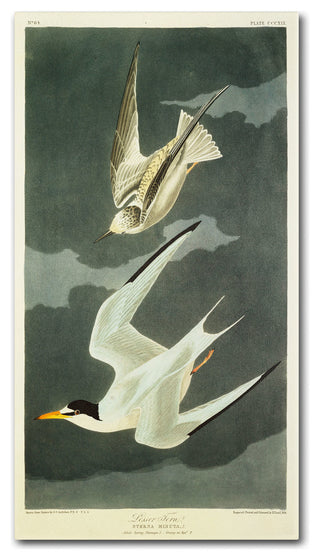 'Lesser Tern Little Tern' Canvas Art by John James Audubon