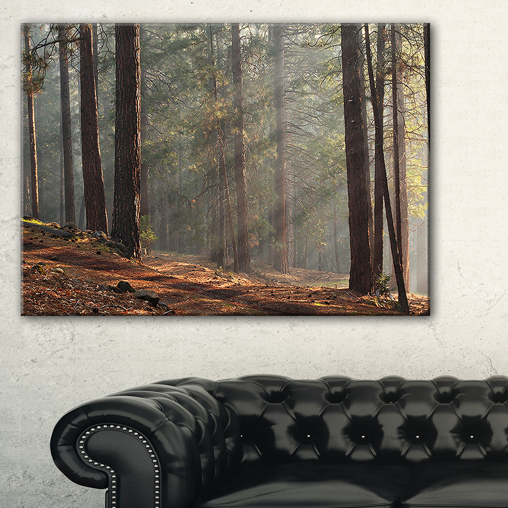 "Rays of Sun in Dense Forest" Photograph Print, 1 Panel, 60"x28"