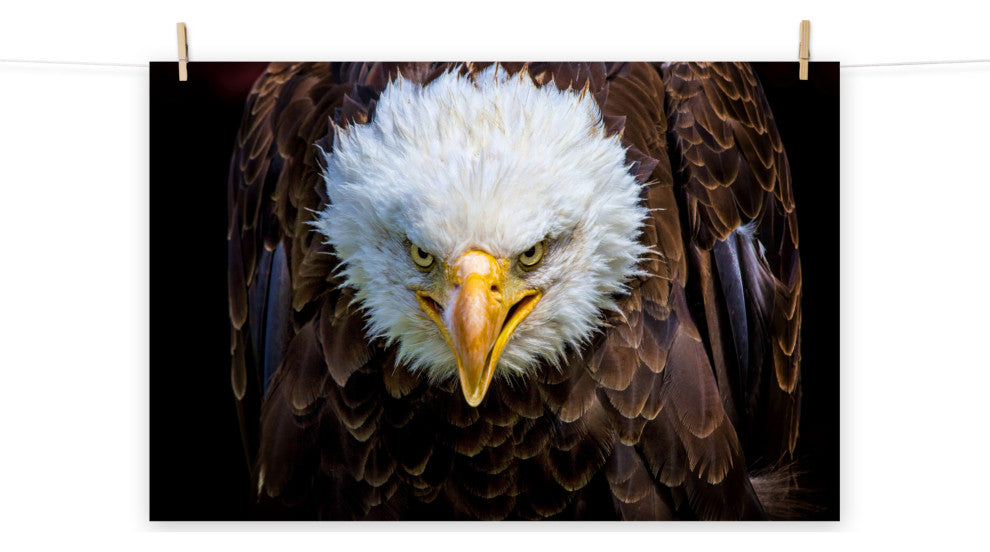Bald Eagle Portrait Close-up Loose Wall Art Print, 24" X 36"