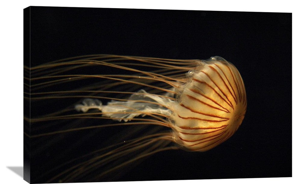 "Northern Sea Nettle Jellyfish Northern Pacific Ocean" Artwork, 36" x 24"