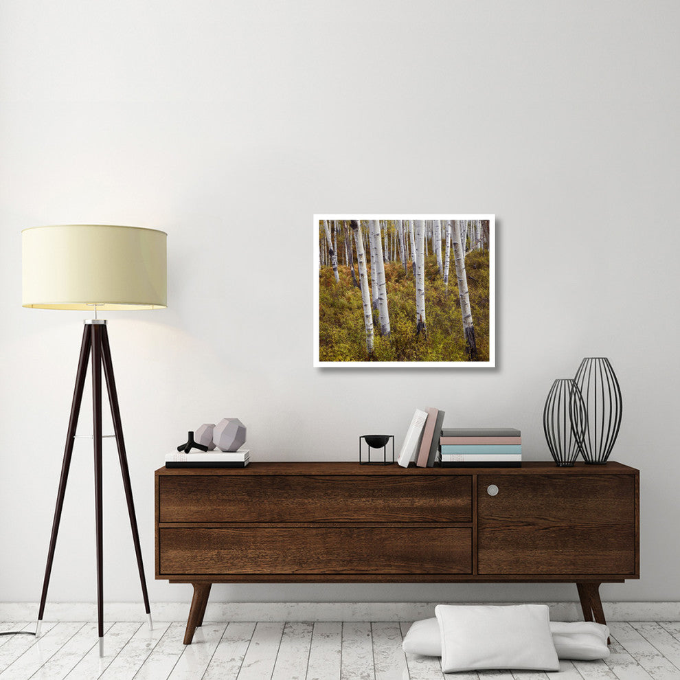"Quaking Aspen trees in autumn" Digital Paper Print by Tim Fitzharris, 32"x27"