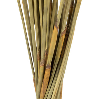 All Natural Elephant Reed, Dried , Natural, 40-42?
