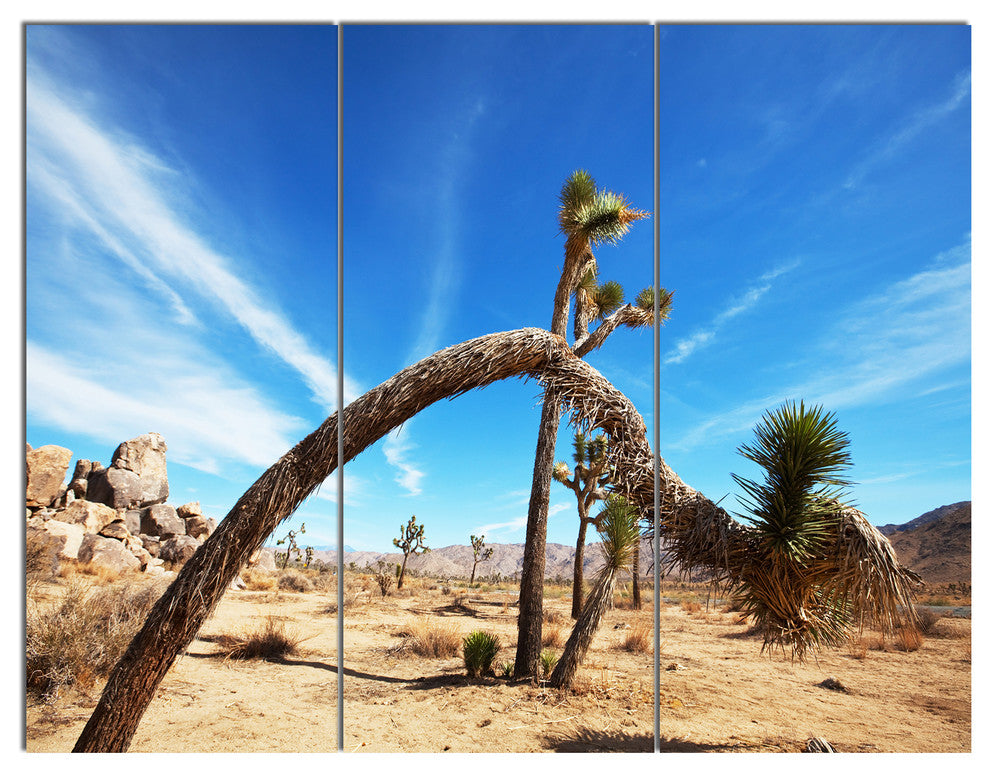 Curved Joshua Tree in Desert, Landscape Wall Art on Canvas, 36x28, 3 Panels