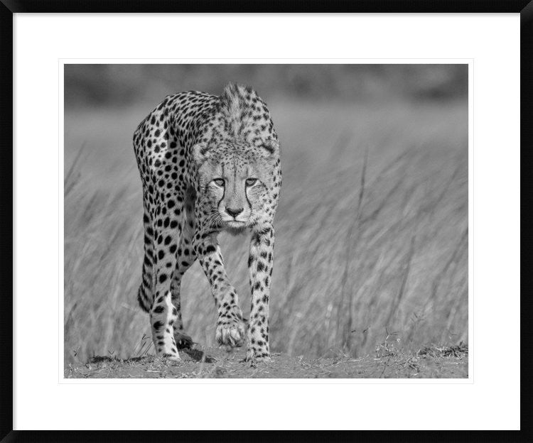"Focused Predator" Framed Digital Print by Jaco Marx, 32x26"