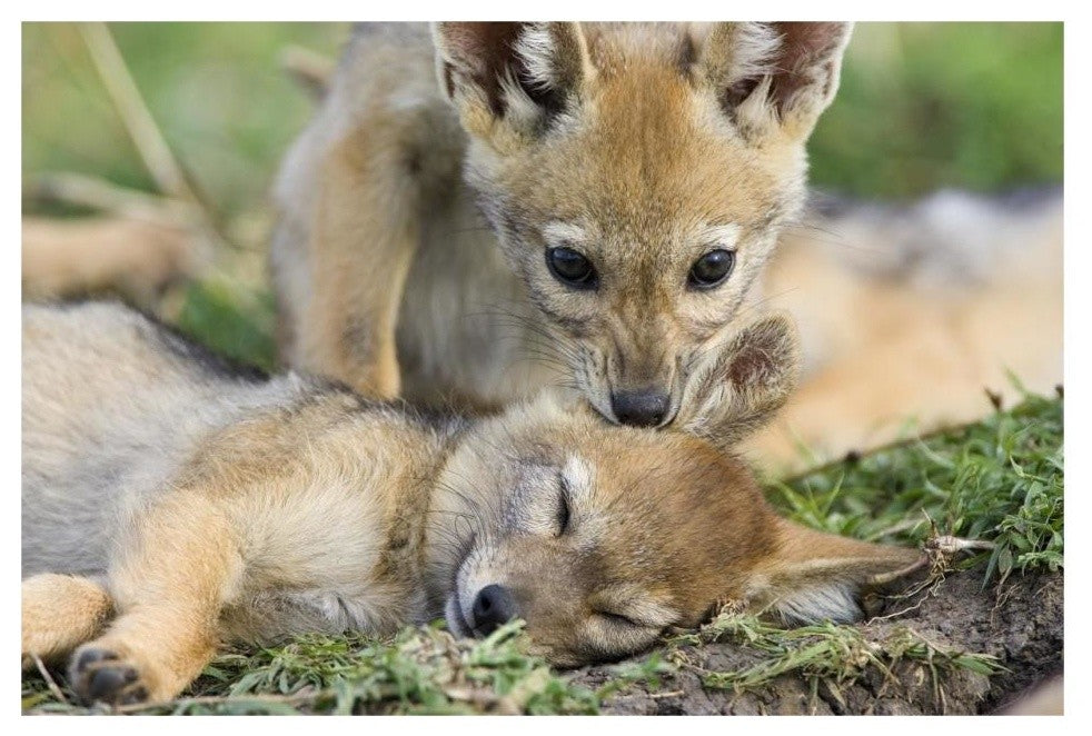 "Black-backed Jackal pups, 6 weeks old, playing, Masai Mara" Paper Art, 32"x22"