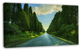 Straight Cypress Trees Boulevard, Modern Landscape Canvas Art, 32"x16"