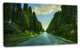 Straight Cypress Trees Boulevard, Modern Landscape Canvas Art, 32"x16"